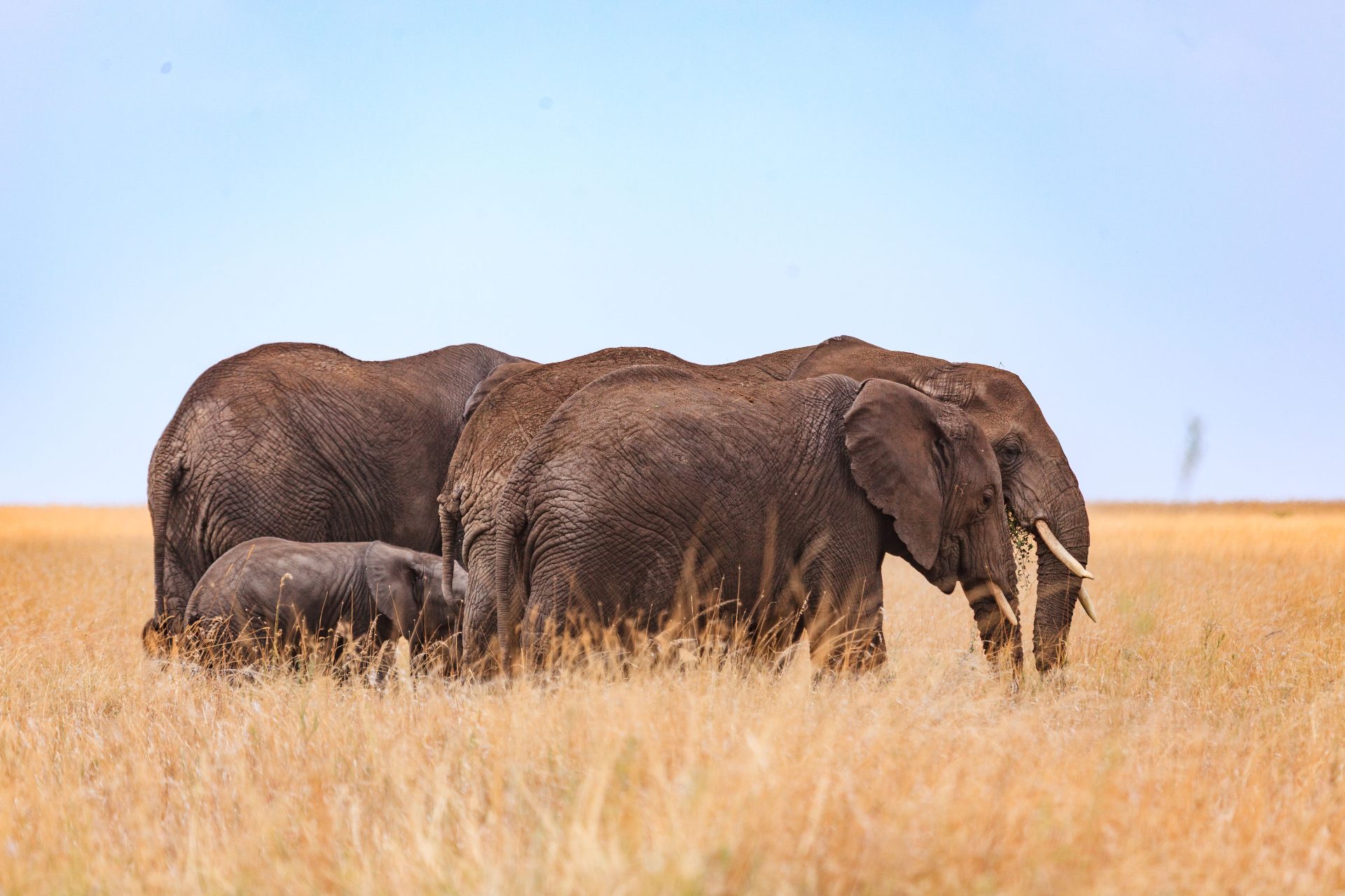 3-Day Calving Migration, Southern Serengeti & Ngorongoro, Ngorongoro, Arusha — photo 5